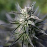 Colombia autoriza la venta de flor de cannabis medicinal en farmacias Colombia autoriza la venta de flor de cannabis medicinal en farmacias