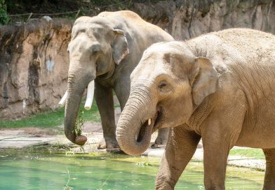 Elefanta asiática dará a luz en el ‘Zoo’ Nacional de DC Elefanta asiática dará a luz en el ‘Zoo’ Nacional de DC