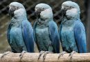 Virus letal amenaza de extinción a guacamayo famoso por film «Rio»