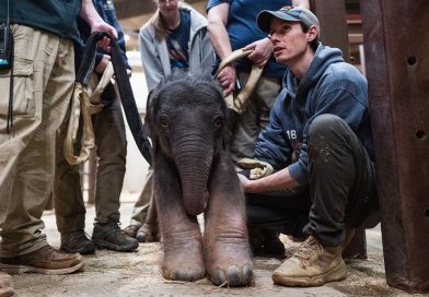 Nacimiento de un elefante asiático en el Zoológico Nacional del Smithsonian