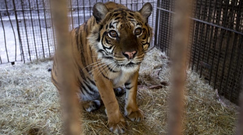 Los dos osos y la tigresa rescatados de un zoológico cerrado en Argentina llegan a Europa